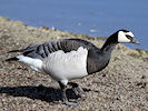 Barnacle Goose (WWT Slimbridge 09/04/11) ©Nigel Key
