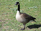 Canada Goose (WWT Slimbridge 09/04/11) ©Nigel Key