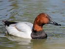 Canvasback (WWT Slimbridge 09/04/11) ©Nigel Key