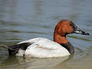 Canvasback (WWT Slimbridge 09/04/11) ©Nigel Key