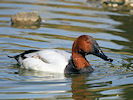 Canvasback (WWT Slimbridge 09/04/11) ©Nigel Key