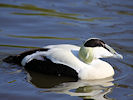 Eider (WWT Slimbridge 09/04/11) ©Nigel Key