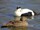 Eider (WWT Slimbridge 09/04/11) ©Nigel Key