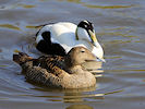 Eider (WWT Slimbridge 09/04/11) ©Nigel Key