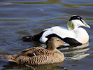 Eider (WWT Slimbridge 09/04/11) ©Nigel Key