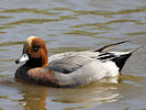 Eurasian Wigeon (WWT Slimbridge 09/04/11) ©Nigel Key