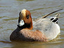 Eurasian Wigeon (WWT Slimbridge 09/04/11) ©Nigel Key