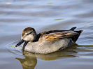 Gadwall (WWT Slimbridge 09/04/11) ©Nigel Key