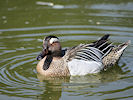 Garganey (WWT Slimbridge 09/04/11) ©Nigel Key