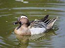 Garganey (WWT Slimbridge 09/04/11) ©Nigel Key