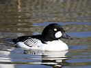 Goldeneye (WWT Slimbridge 09/04/11) ©Nigel Key