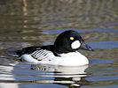 Goldeneye (WWT Slimbridge 09/04/11) ©Nigel Key