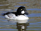 Goldeneye (WWT Slimbridge 09/04/11) ©Nigel Key