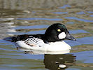 Goldeneye (WWT Slimbridge 09/04/11) ©Nigel Key