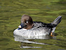 Goldeneye (WWT Slimbridge 09/04/11) ©Nigel Key