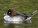 Goldeneye (WWT Slimbridge 09/04/11) ©Nigel Key