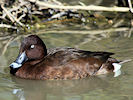 Hardhead (WWT Slimbridge 09/04/11) ©Nigel Key