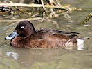 Hardhead (WWT Slimbridge 09/04/11) ©Nigel Key