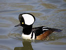 Hooded Merganser (WWT Slimbridge 09/04/11) ©Nigel Key