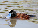 Maccoa (WWT Slimbridge 09/04/11) ©Nigel Key