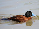 Maccoa (WWT Slimbridge 09/04/11) ©Nigel Key