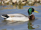 Mallard (WWT Slimbridge 09/04/11) ©Nigel Key