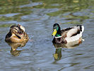 Mallard (WWT Slimbridge 09/04/11) ©Nigel Key