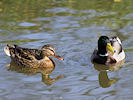 Mallard (WWT Slimbridge 09/04/11) ©Nigel Key