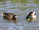 Mallard (WWT Slimbridge 09/04/11) ©Nigel Key