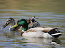 Mallard (WWT Slimbridge 09/04/11) ©Nigel Key