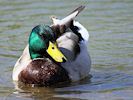 Mallard (WWT Slimbridge 09/04/11) ©Nigel Key