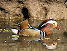 Mandarin (WWT Slimbridge 09/04/11) ©Nigel Key