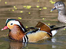 Mandarin (WWT Slimbridge 09/04/11) ©Nigel Key