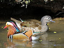 Mandarin (WWT Slimbridge 09/04/11) ©Nigel Key