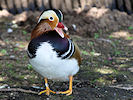 Mandarin (WWT Slimbridge 09/04/11) ©Nigel Key