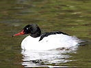 Merganser (WWT Slimbridge 09/04/11) ©Nigel Key