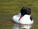 Merganser (WWT Slimbridge 09/04/11) ©Nigel Key