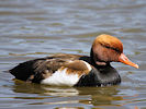 Red-Crested Pochard (WWT Slimbridge 09/04/11) ©Nigel Key