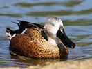 Red Shoveler (WWT Slimbridge 09/04/11) ©Nigel Key