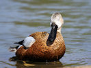 Red Shoveler (WWT Slimbridge 09/04/11) ©Nigel Key