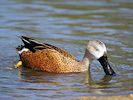 Red Shoveler (WWT Slimbridge 09/04/11) ©Nigel Key