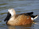 Red Shoveler (WWT Slimbridge 09/04/11) ©Nigel Key