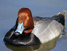 Redhead (WWT Slimbridge 09/04/11) ©Nigel Key