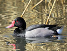 Rosybill (WWT Slimbridge 09/04/11) ©Nigel Key