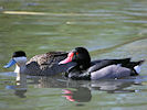 Rosybill (WWT Slimbridge 09/04/11) ©Nigel Key