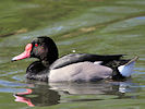 Rosybill (WWT Slimbridge 09/04/11) ©Nigel Key