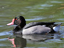 Rosybill (WWT Slimbridge 09/04/11) ©Nigel Key