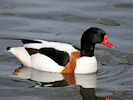 Shelduck (WWT Slimbridge 09/04/11) ©Nigel Key