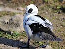 Smew (WWT Slimbridge 09/04/11) ©Nigel Key