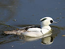 Smew (WWT Slimbridge 09/04/11) ©Nigel Key